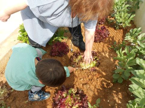 Colheitas de alfaces pelas crianças do Jardim-de-Infância, com a ajuda da educadora de infância.